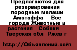 Предлагаются для резервирования породные малаши Амстаффа  - Все города Животные и растения » Собаки   . Тверская обл.,Ржев г.